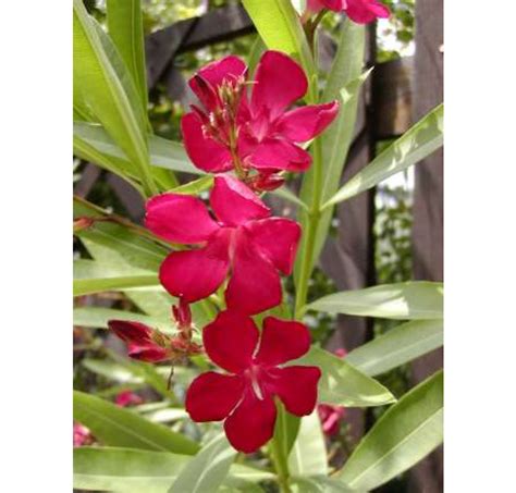 Nerium Oleander ´red´ Oleander červený 20 Cm K9