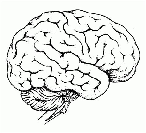 It usually works but if it is still same report it. Human Brain Coloring Page Coloring Home — db-excel.com