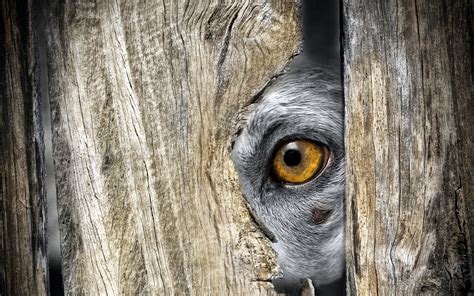 Animals Eyes Closeup Wood Hiding Wallpapers Hd Desktop And Mobile