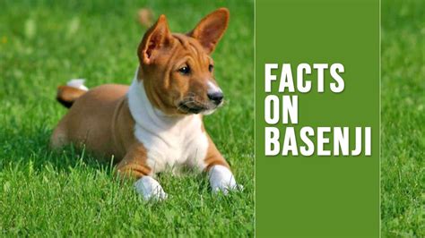Basenji Unique Dog Breed Information On The Bark Less Dog Petmoo