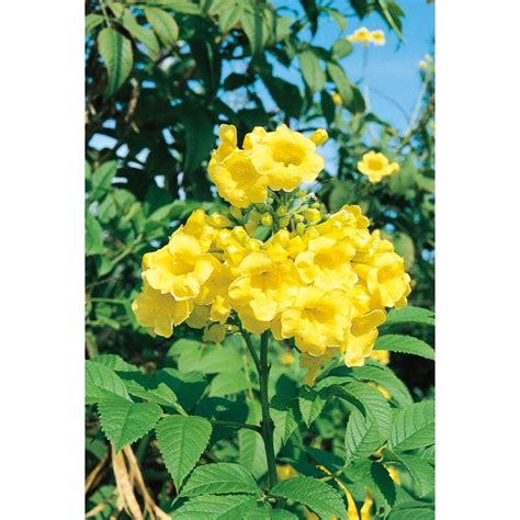Helleborus, hellebore, lenten rose 'mixed hybrids, noids'. 2-Gallon in Esperanza (L9986) Lowes.com | Perennials ...