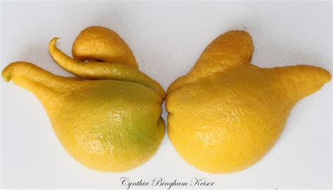 Lemon Irregular Shape Project Noah