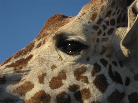 Giraffe Close Up By Midnightgiraffe On Deviantart