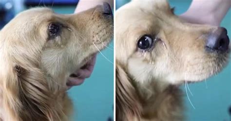 Golden Retriever Cries Tears Of Gratitude After She Was Rescued From