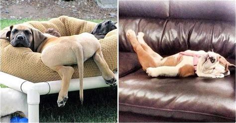 10 Hilarious Photos Of Dogs Sleeping In Weird Positions Beopeo