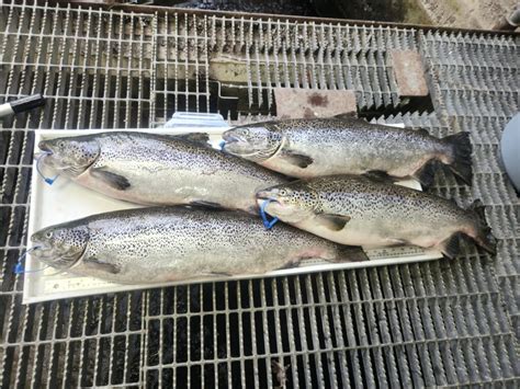 Salmon At Risk After Bay Of Fundy Fish Farm Escape The Narwhal
