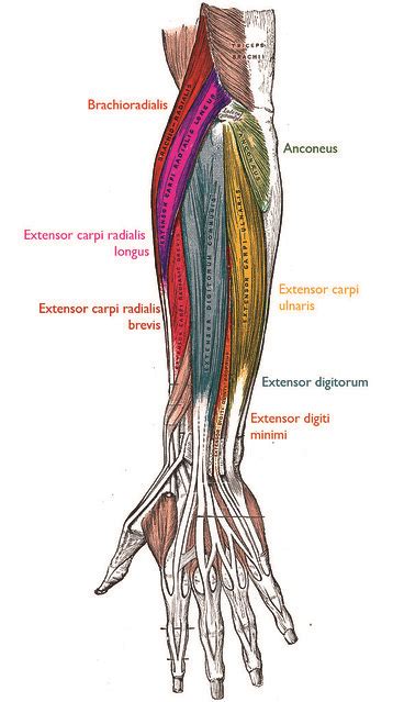 The brachioradialis muscle, which is fixed to the radius, to its distal end. Posterior forearm superficial muscles | nickbrazel | Flickr