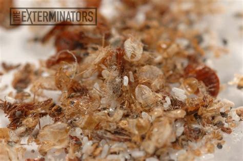 What Does Bed Bugs Shedding Look Like The Exterminators