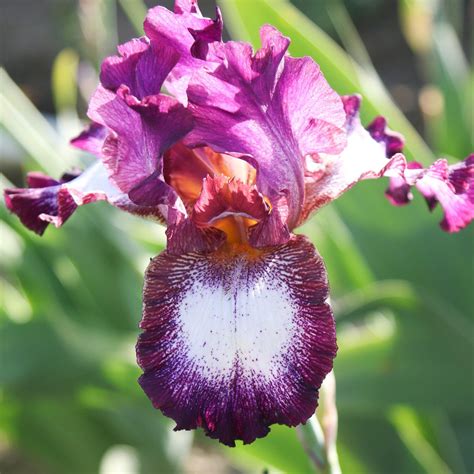 Colorful Reblooming Bearded Iris Mix Huge Iris Rhizomes For Sale