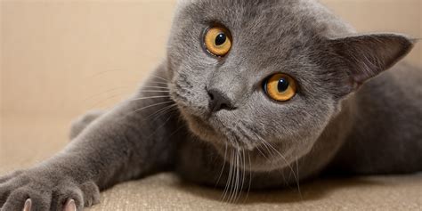 And most importantly, we come in as scheduled and provide the best care possible for your cats. Professional Pet Nanny: Cincinnati Pet Sitting | Dog ...