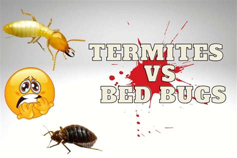Termites Vs Bed Bugs What Are The Differences