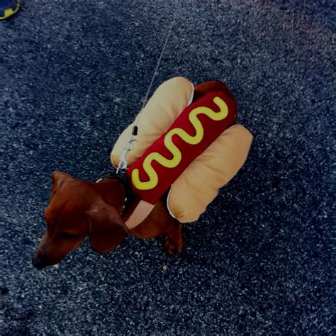 Wiener Dog As A Hot Dog Our Favorite Breed Wiener Dog Dachshund