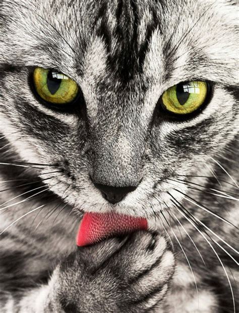 The patterns are really simple: BUY 2, GET 1 FREE! Grey Cat Cross Stitch Pattern Counted ...