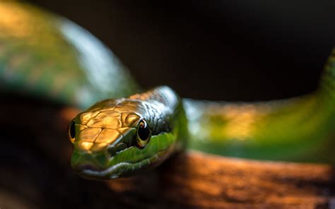 Download Smooth Green Snake Macro Reptile Animal Snake Hd Wallpaper