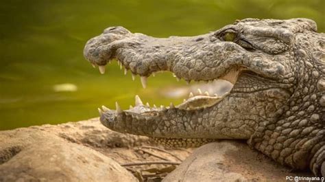 Biggest Crocodile Sanctuary Of India In Mahabalipuram Indianwildography