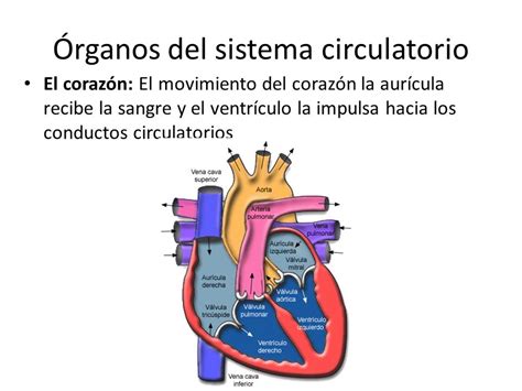 Aprenda Todo Sobre Los órganos Del Sistema Circulatorio