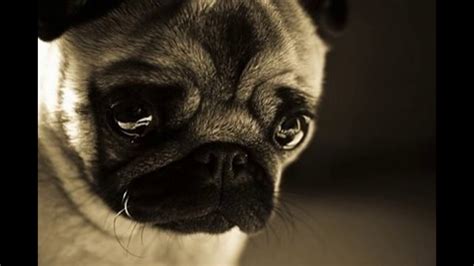 These Sad Animals Will Make You Cry Youtube