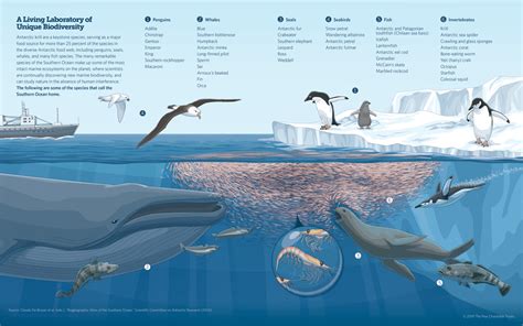 A Network Of Marine Protected Areas In The Southern Ocean The Pew