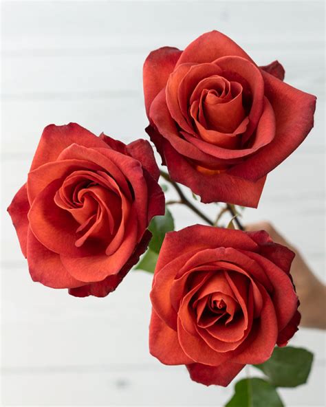 Café del Mar | Terracotta Rose - Rosas del Corazón