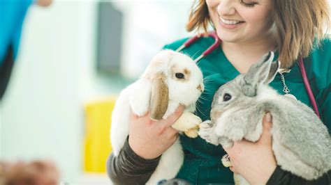 Maybe you would like to learn more about one of these? Veterinary Services | Local Vets in Kent - Barrow Hill