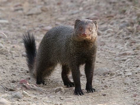 Mongoose Natural History On The Net