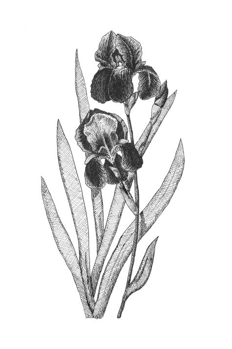 Iris Botanical Illustration Botanical Wall Art Black And Etsy Iris