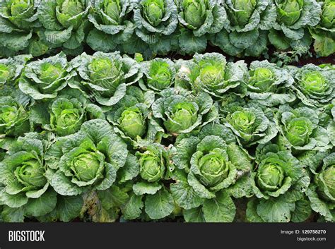I like to grow my brassicas in the fall because the spring weather is napa cabbage grows in full sun or partial shade. Napa cabbage or Chinese Cabbage in a field, ready for ...