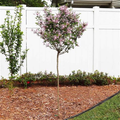Red Pixie Lilac Trees For Sale