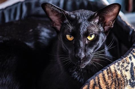 Black Siamese Cats Is There Such A Breed Cat World