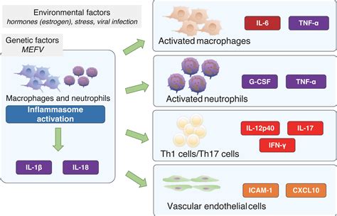 Frontiers Interleukin 6 Inhibition In The Treatment Of