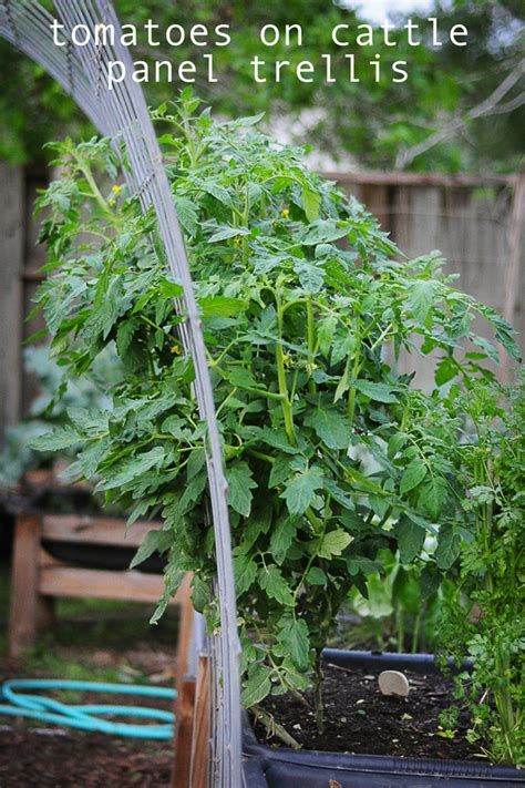 How To Use A Cattle Panel For A Trellis For Tomatoes Gardening Blog