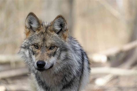 Lobo Week Celebrating Our Wild Mexican Gray Wolves Defenders Of Wildlife