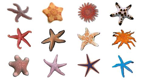 ⭐ 12 Starfish Species Types Of Sea Stars Starfish Seastars Youtube
