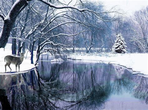 Winter Scenes Wallpapers Free Wallpaper Cave