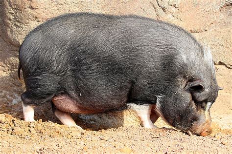 Vietnamese Pot Bellied Pigs Meet Them At Zoo Leipzig