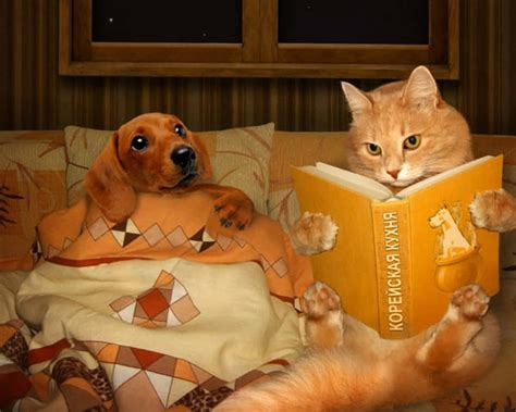 Download Funny Dog And Cat Picture Reading Bed