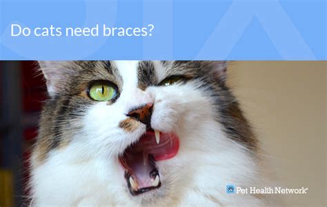 My cat's tooth fell off after eating. Dr. Ernie's Top 10 Cat Dental Questions... And His Answers!