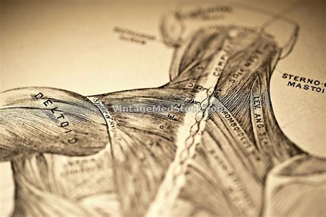 They are located deep to the extrinsic muscles, being separated from them by the thoracolumbar fascia. Back Muscles | Back muscles, Muscle, Deltoids