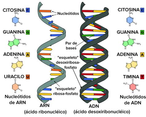 Exagerar Perpetuo Bienvenido Todo Sobre El Adn Y Arn Derritiendo Radar