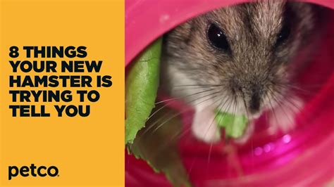 8 Things Your New Hamster Is Trying To Tell You New Pet