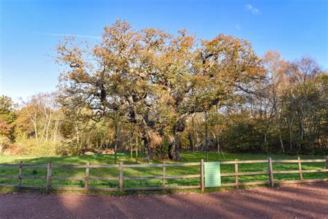 Sherwood Forest Uk Major Oak An Extremely Large And Historic Oak