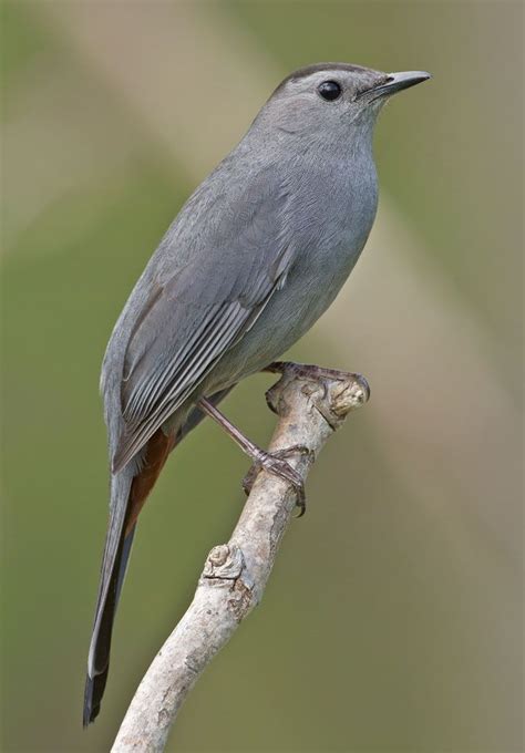 North American Common And Scarce Birds Gallery Gray Catbird Pet
