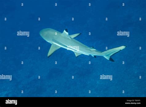 Blacktip Reef Shark Carcharhinus Melanopterus Stock Photo Alamy
