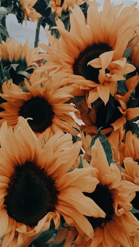 Aesthetic Sunflower Pictures Wallpapers Wallpaper Cave