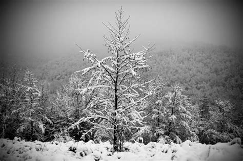 A Tree In The Snow Carpathian Mountains Snowy Landscape In The