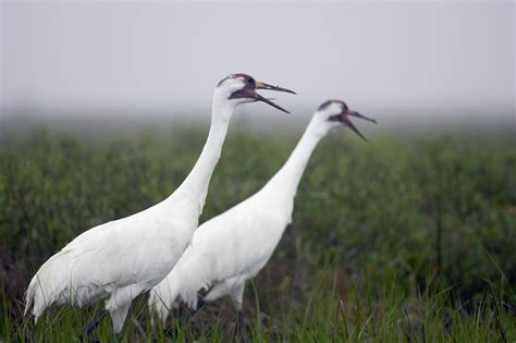 Whooping Crane Shot In Louisiana Just Over Border From Texas