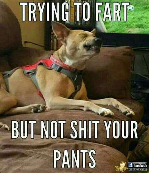 Pinterest Funny Animal Jokes Funny Dog Memes Funny Animal Memes