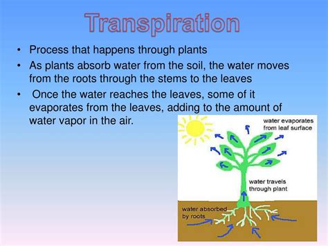 A cactus (plural cacti, cactuses, or less commonly, cactus) is a member of the plant family cactaceae, a family comprising about 127 genera with some 1750 known species of the order. PPT - The Water Cycle PowerPoint Presentation, free ...