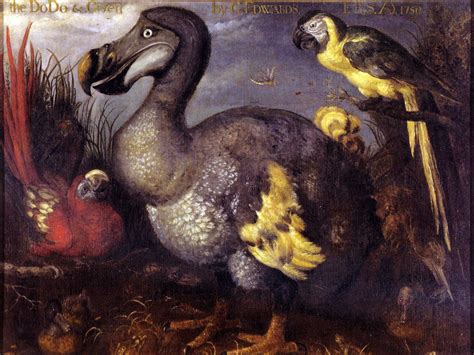 Why The Dodo Bird Went Extinct Business Insider