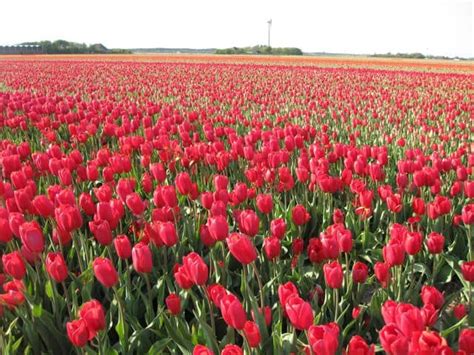Maybe you would like to learn more about one of these? A sea of tulips in Holland